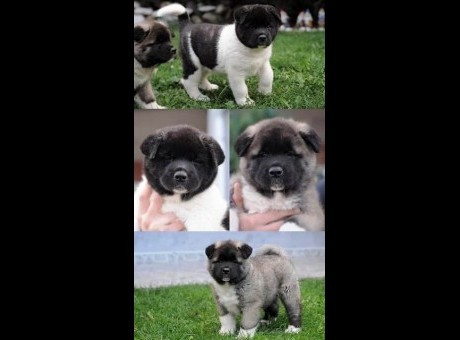 americka akita 01.jpg